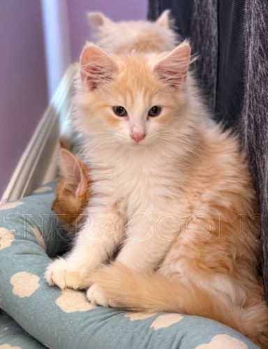 Available Maine Coon Kitten MD