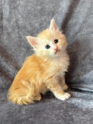 Available Maine Coon Kitten MD