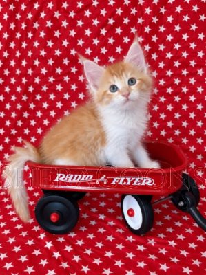 Available Maine Coon Kitten MD