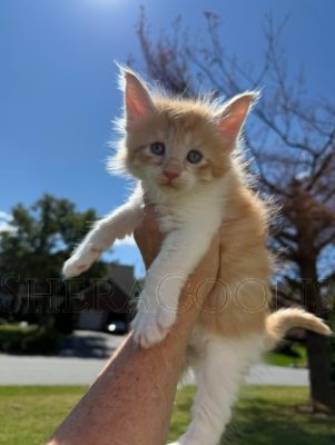 Available Maine Coon Kitten MD