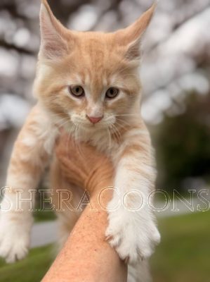 Available Maine Coon Kitten MD