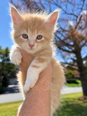 Available Maine Coon Kitten MD