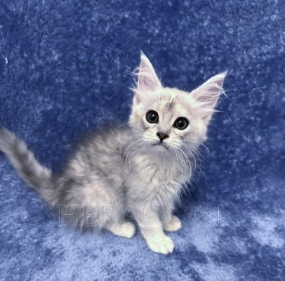 Available Maine Coon Kitten MD