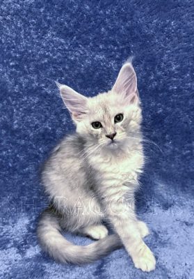 Available Maine Coon Kitten MD