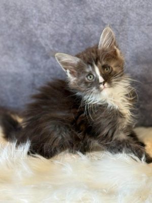 Available Maine Coon Kitten MD