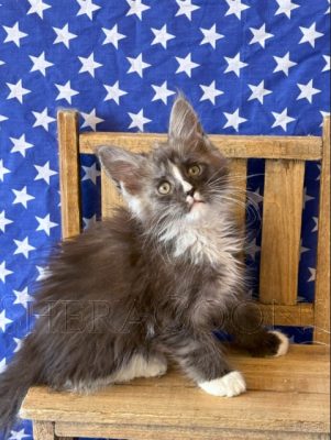 Available Maine Coon Kitten MD