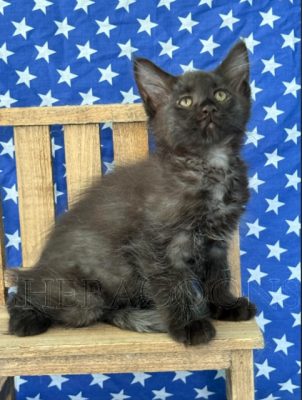 Available Maine Coon Kitten MD