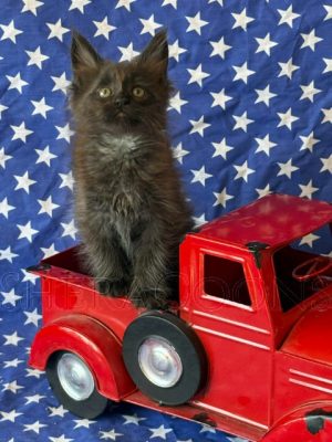 Available Maine Coon Kitten MD