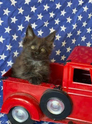 Available Maine Coon Kitten MD