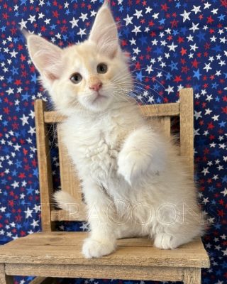 Available Maine Coon Kitten MD