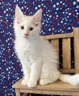 Available Maine Coon Kitten MD