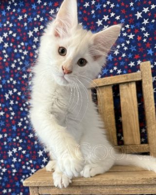 Available Maine Coon Kitten MD