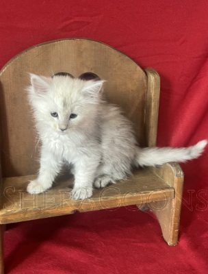 Available Maine Coon Kitten MD