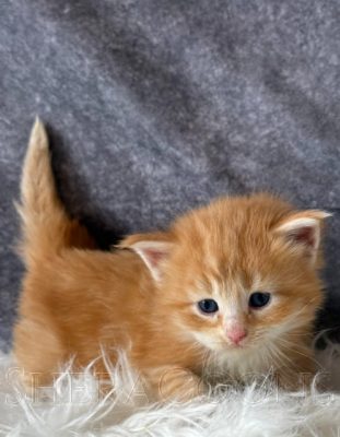 Available Maine Coon Kitten MD