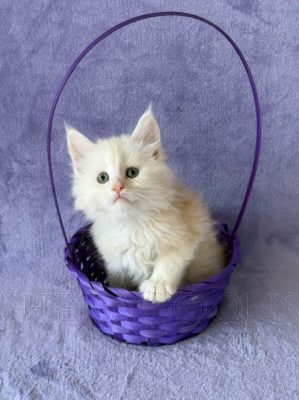 Available Maine Coon Kitten MD