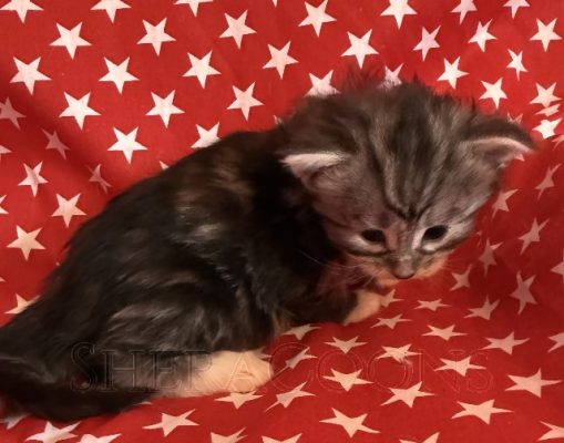 Available Maine Coon Kitten MD