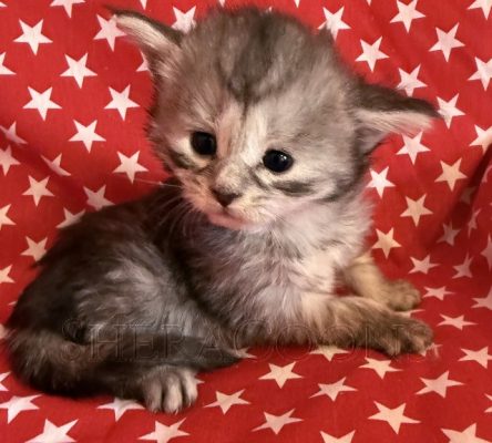 Available Maine Coon Kitten MD