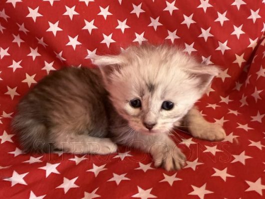 Available Maine Coon Kitten MD