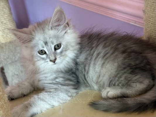Available Maine Coon Kitten MD