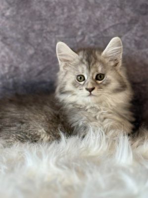 Available Maine Coon Kitten MD