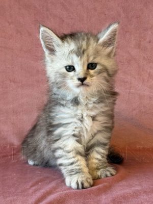 Available Maine Coon Kitten MD