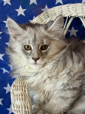 Available Maine Coon Kitten MD