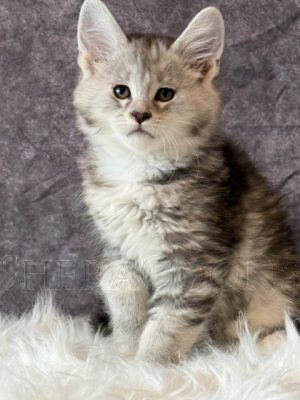 Available Maine Coon Kitten MD
