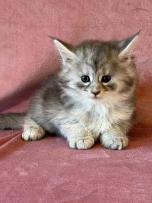 Available Maine Coon Kitten MD,