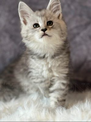 Available Maine Coon Kitten MD