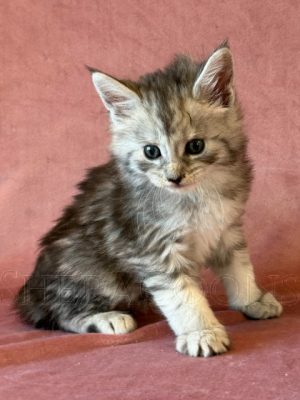 Available Maine Coon Kitten MD