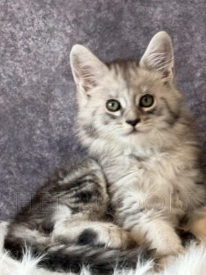 Available Maine Coon Kitten MD