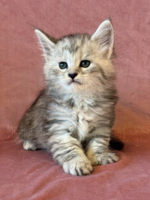 Available Maine Coon Kitten MD