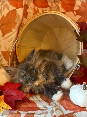 Available Maine Coon Kitten MD