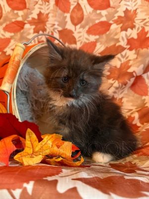 Available Maine Coon Kitten MD