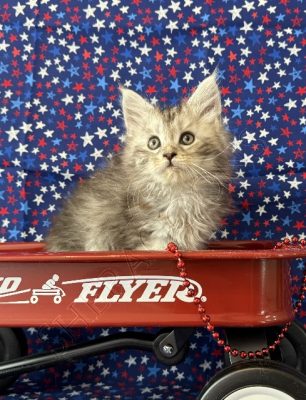 Available Maine Coon Kitten MD