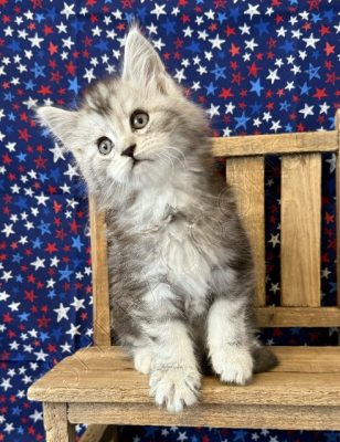 Available Maine Coon Kitten MD