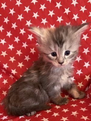 Available Maine Coon Kitten MD
