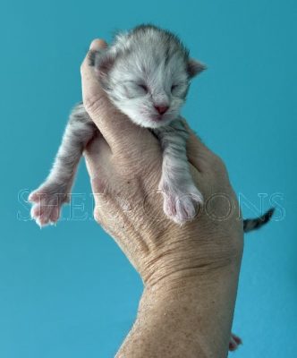 Available Maine Coon Kitten MD