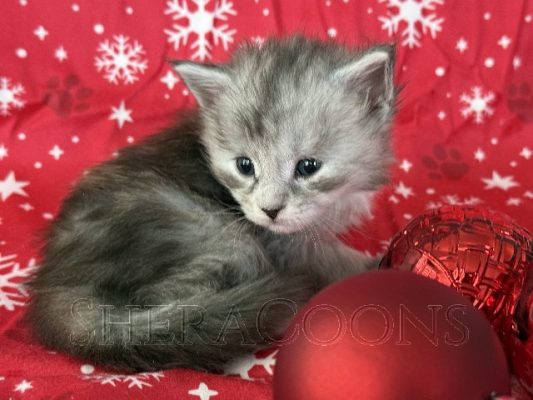 Available Maine Coon Kitten MD