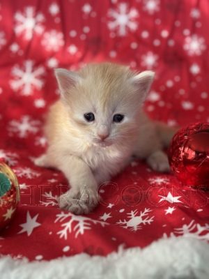 Available Maine Coon Kitten MD