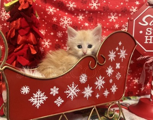 Available Maine Coon Kitten MD