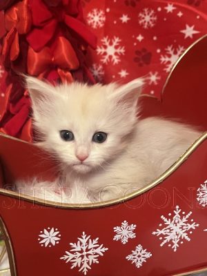 Available Maine Coon Kitten MD