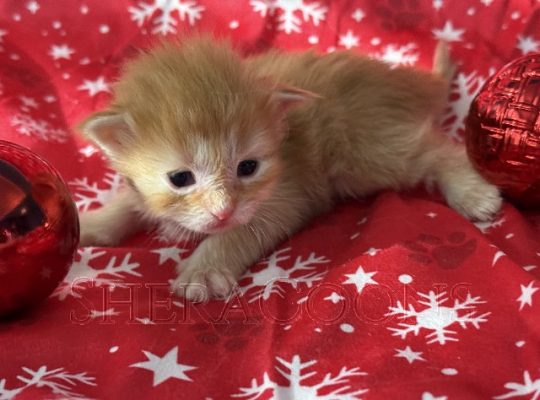 Available Maine Coon Kitten MD