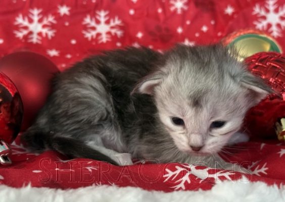 Available Maine Coon Kitten MD