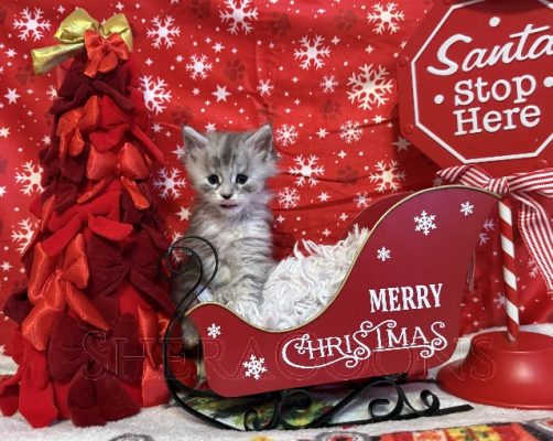 Available Maine Coon Kitten MD