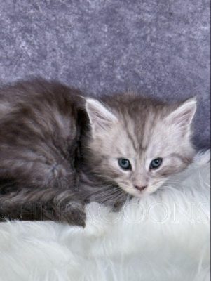 Available Maine Coon Kitten MD