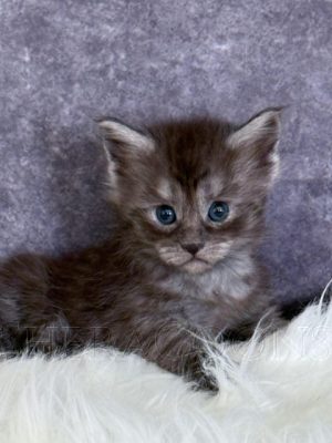 Available Maine Coon Kitten MD