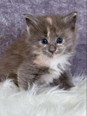 Available Maine Coon Kitten MD