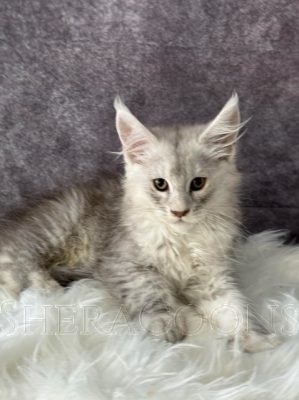 Available Maine Coon Kitten MD