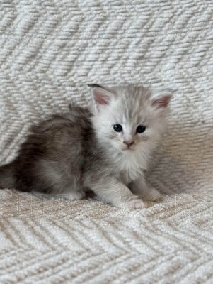 Available Maine Coon Kitten MD